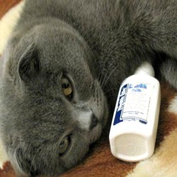 Насморк у кошек: симптомы и лечение