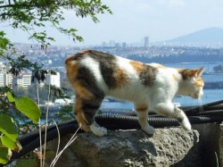 Кошки в Турции