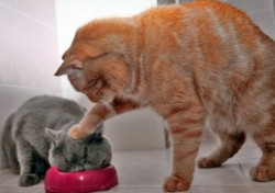 Чем лучше кормить кошек